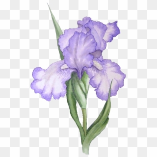 Iris Illustration - Purple Flowers Watercolor Transparent Clipart