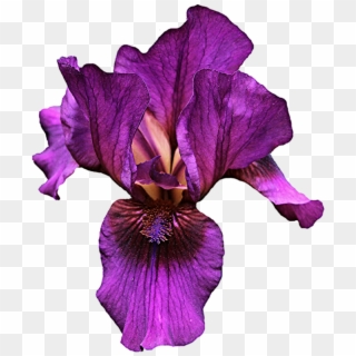 Iris Flower Png - Purple Iris Clip Art Transparent Png