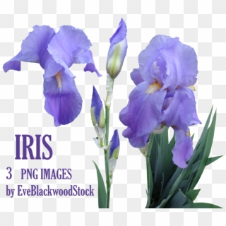 Flores Iris Png , Png Download Clipart