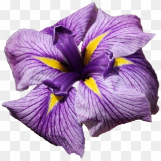 Iris Sponsor $440/month - Transparent Iris Flower Png Clipart