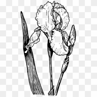 Big Image - Black And White Iris Clip Art - Png Download