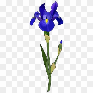 Iris - Irises Clipart