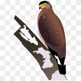 2000 X 2932 1 - Crested Serpent Eagle Png Clipart