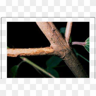 Twig With Bark Damaged By Female Of O - Macro Photography Clipart