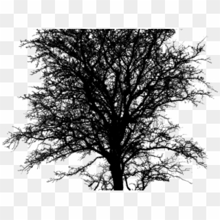 Barren Clipart Twig Tree - Monochrome - Png Download