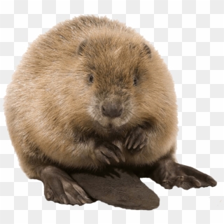 Cute Beaver - Beaver Png Clipart