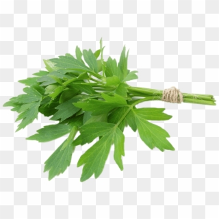 Lovage - Lovage Herbs Clipart