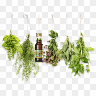 Herbs Png - Herbal Essential Oils Clipart