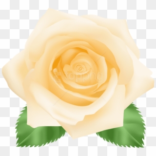 Free Png Download Yellow Rose Png Images Background - Floribunda Clipart