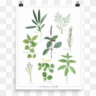 Herbs-poster Mockup Transparent Transparent - Illustration Clipart