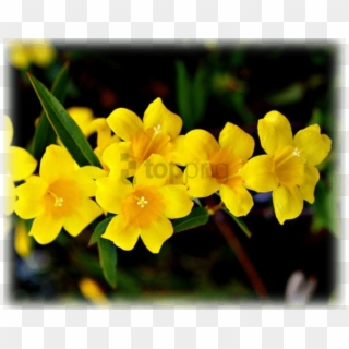 Free Png Download Herbs And Influenza - Carolina Jasmine Clipart