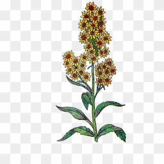 Herb - Broomrape Clipart