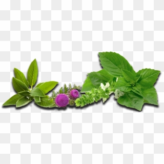 Herbs - Greater Burdock Clipart