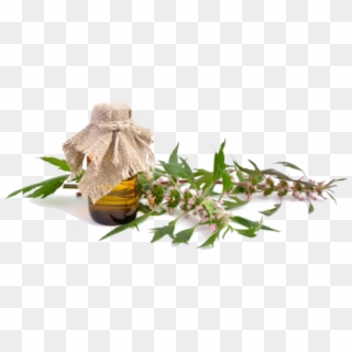 Mountain Rose Herbs Organic Motherwort - Leonurus Clipart