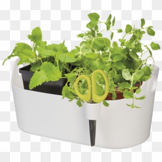 Home > Collection > Brussels Herbs Station - Flowerpot Clipart