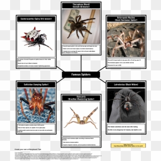 Spider Map Of Spiders - Theraphosa Blondi Clipart