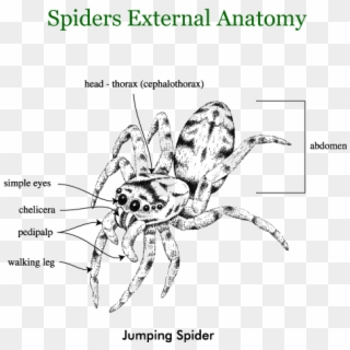 Spiders - Jumping Spider External Anatomy Clipart