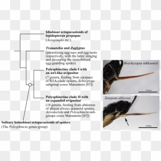 Parasite170127-fig1 Ovipositor Pimplinae - Rat Clipart