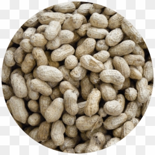Seed Circle Peanuts - Seed Clipart