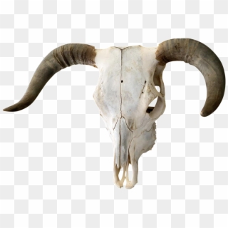 Authentic Horned Bull Chairish - Transparent Bull Skull Png Clipart