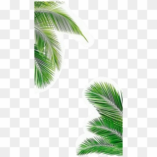 Palmera Sticker - Iphone Background Palm Trees Clipart