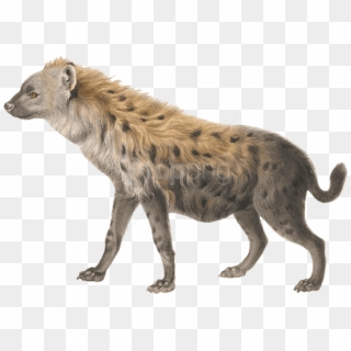 Free Png Download Hyena Png Images Background Png Images - Hyena Png Clipart
