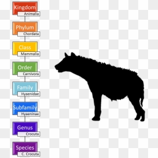 Taxonomy Of The Spotted Hyena - Hyena Taxonomy Clipart