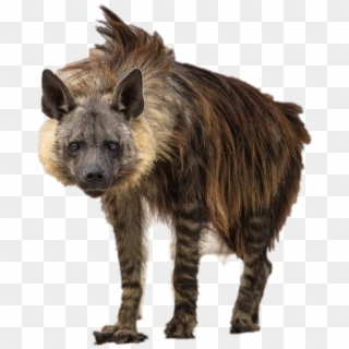 Report Abuse - Types Of Hyena Clipart