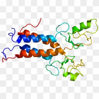 Protein Bard1 Pdb 1jm7 - Brca1 Gene Clipart