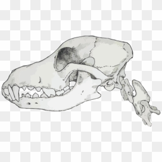 Carnivores Have Sharp Jagged Teeth Which Are Designed - Transparent Canine Skull Clipart