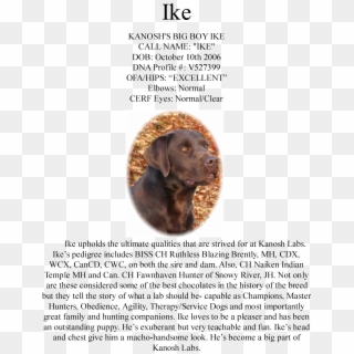 Ike Upholds The Ultimate Qualities That Are Strived - Labrador Retriever Clipart