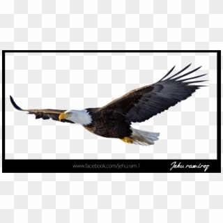 Aguila Png - Transparent Eagle Png Clipart
