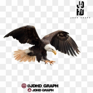Aguila Full Hd - Aguia Png Clipart