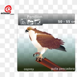 Small - Osprey Clip Art - Png Download