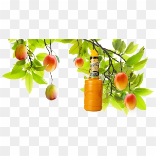 A Mango Tree With A Mixed Drinks Mango Mixer Hanging - Mango Hanging On Tree Png Clipart