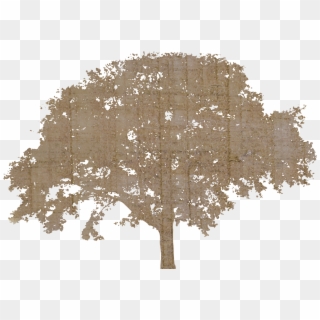 Tree - Free Tree Silhouette Png Clipart