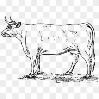 Cow Png Or Svg - Gambar Sapi Kartun Hitam Putih Clipart