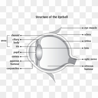 Graphic Of The Structure Of The Eyeball - Eye Physiology Clipart