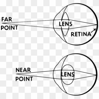 How The Lens Focusses Light - Accommodation Eye Clipart