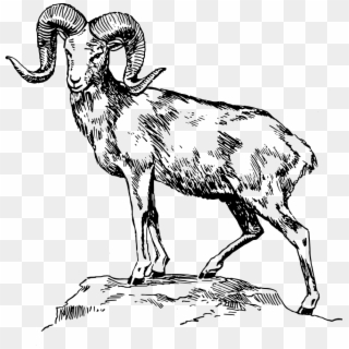 Ram - Mountain Goat Clipart Black And White - Png Download