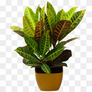 Plant Nursery Png , Png Download Clipart