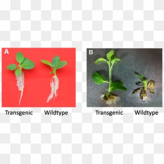 9 Phenotype Testing Of Transgenic Plants And Wildtype - Transgene Plants Clipart
