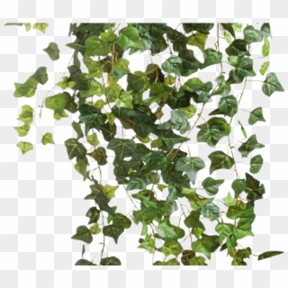 Drawn Ivy Climber Plant - Ivy Png Clipart