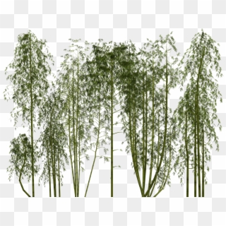 Bamboo, Plant, Wellness, Digital Art, Isolated - Bamboo Png Clipart