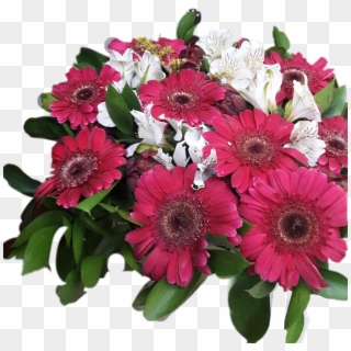 #flowers #bucket #red #redwhite #white #redflowers - Barberton Daisy Clipart
