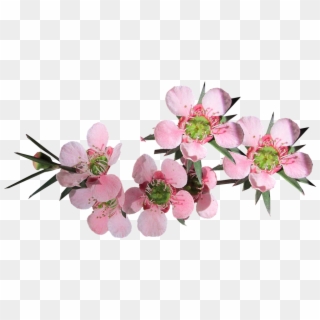 Flower, Pink, Tea Tree, Australian Native - Tea Tree Flower Png Clipart