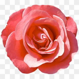 This Free Icons Png Design Of Rose 16 Clipart