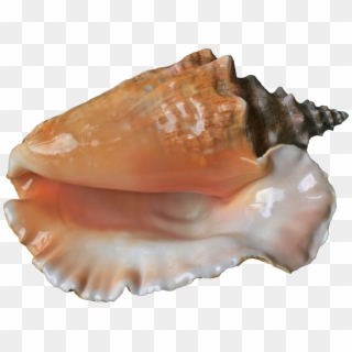 Sky Bk Shell Png Pearls And Mother - Queen Conch Clipart