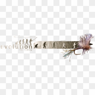 Evolution Fly Fishing Clipart