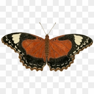 Cethosia Cydippe Butterfly Insect Borboleta Inseto - Clip Art - Png Download